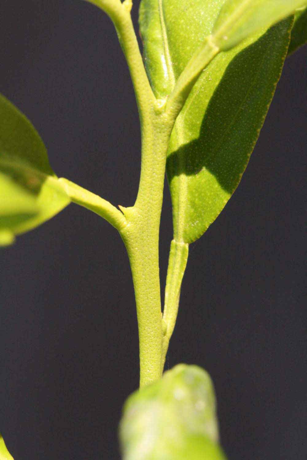            First year twig (Riverside, CA)   